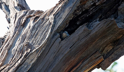 Monitor lizard in a hole in a tree