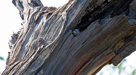 Monitor lizard in a hole in a tree