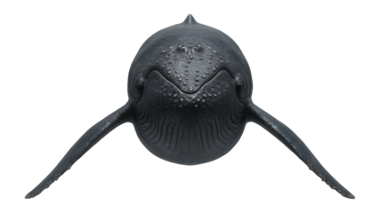Humpback whale with massive, dark grey body and long pectoral fins surfacing