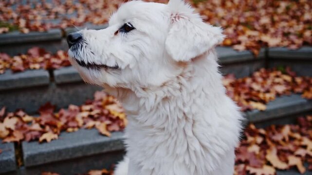 Close-up view of white dog sitting on outdoor steps during the autumn season