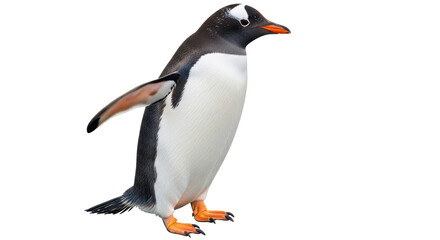 Isolated Penguin Walking