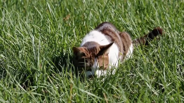 Compact Feline with Brown and White Coat is Crouched Low in the Vegetation Preparing to Pounce