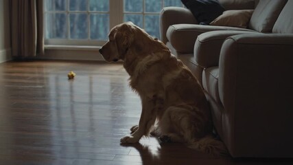 unhappy canine pet remains by itself inside dwelling place awaiting return