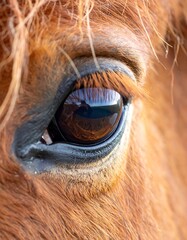 Close-up horse eye (1)