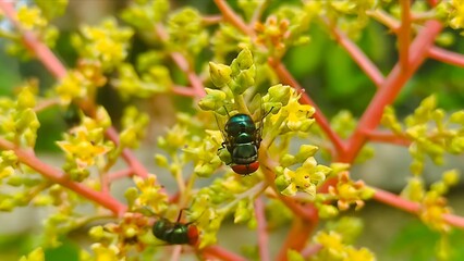 fly on leaf, Chrysomya megacephala, more commonly known as the oriental latrine fly or oriental blue fly. Cochliomyia hominivorax, the New World screwworm fly