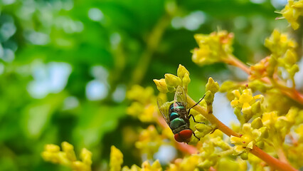 fly on leaf, Chrysomya megacephala, more commonly known as the oriental latrine fly or oriental blue fly. Cochliomyia hominivorax, the New World screwworm fly