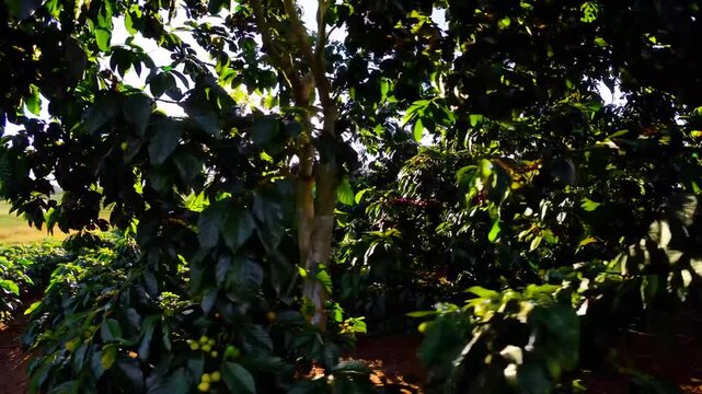 sprawling plantation of coffee shrubs cultivated beneath canopy of protective shade-giving trees