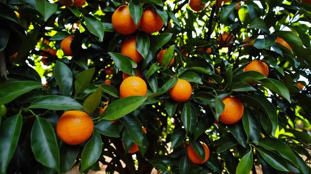 Orange tree branch laden with ripe fruits and lush green leaves basking in sunlight