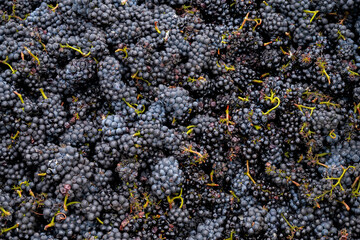 Dark grapes freshly harvested