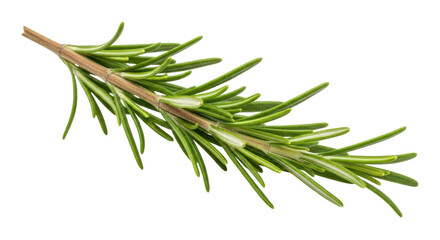 Isolated Rosemary Sprig
