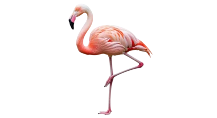 Fotobehang Flamingo Isolated Flamingo Standing on One Leg  © Celine