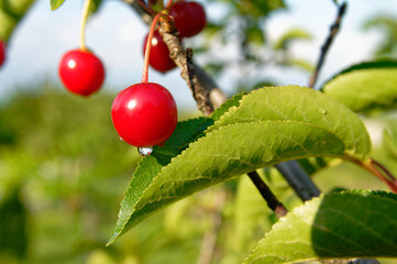 A close-up of ripe cherries on a tree branch with a water droplet on the leaf.