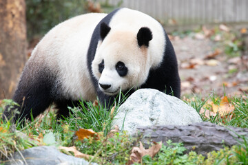 Obraz premium Close up Male Panda returned from USA, XiaoQiJi, China