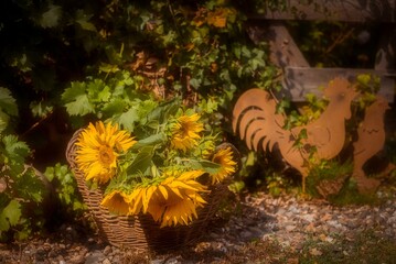 Ein Korb mit Sonnenblumen im Garten