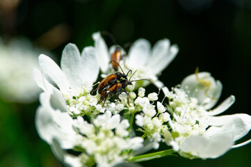 Insects engaging in reproduction on a white flower in a natural setting.