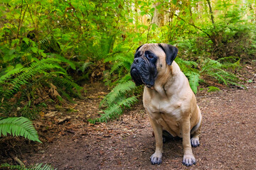 2025-08-26 A FAWN COLORED BULLMASTIFF SITTING ON WOO DCHIP TRAIL WITH FERNS AND TREES IN THE BACKGROUND IN ROBINSWOOD PARK IN BELLEVUE WASHINGTON