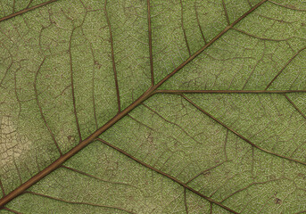Obraz premium Detailed leaf vein texture