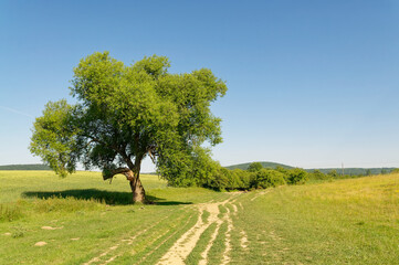 A lone tree stands in a green field, a dirt road leading through the rural landscape on a sunny day.