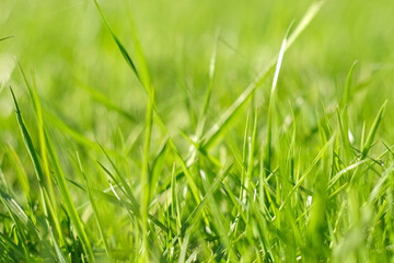 Juicy bright green grass in sunlight. Close up. Lawn background. Texture of new grass growing in field. Meadow on warm sunset or sunrise time. Tranquil nature scene. Golden hour. Greenery, dew drops