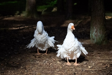 Two White Ducks in Forest