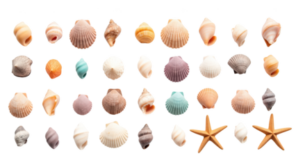Colorful seashells and starfish arranged in neat pattern, showcasing various shapes and textures, evoking sense of coastal beauty and tranquility