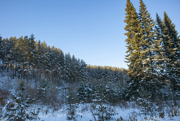 Snowy pine forest on hillside under blue sky, serene winter landscape