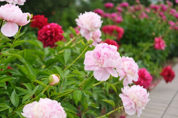 Pink peony growing, blurred leaves background. Gently fresh flower bush. Gardening, landscaping. Plant Nurse Ad. Backdrop for product promote. Flower shop. Green home garden. Landscape design. Path