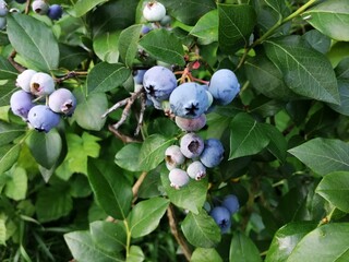 blueberries on the bush
