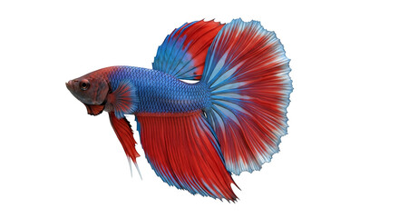 Obraz premium Red and Blue Betta Fish on White Background