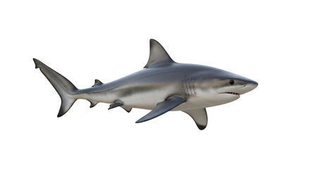 Fototapeta premium Shark isolated on white background