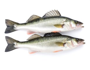 Fototapeta premium Two fresh perch fish on white background