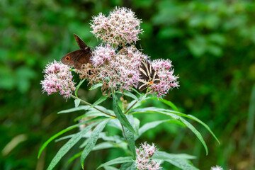 Butterflies on wild pink flowers in nature