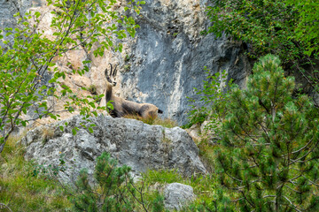 Wild chamois resting on rocks in the mountains