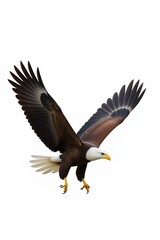 Obraz premium Majestic Bald Eagle in Flight