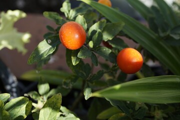 Round Red Chili Ornamental Plant Edible Decorative Peppers in Home Garden