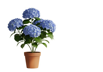 Lush blue hydrangea plant with vibrant blossoms & green leaves in a terracotta pot, indoors against a minimalist light background with soft natural light & shadows, copy space. Concept of natural