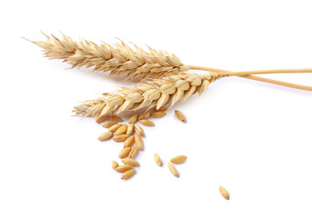 Dried wheat ears and seeds isolated on white