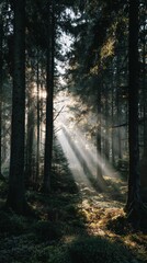 Obraz premium Sunlight streams through a dense forest, creating a magical ambiance.