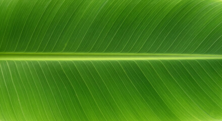 Ultra realistic seamless perfect banana leaf texture vibrant green with natural veins flawless surface