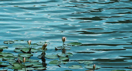 blue water lily