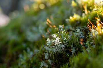 Sunlight on Forest Floor Lichen and Moss
