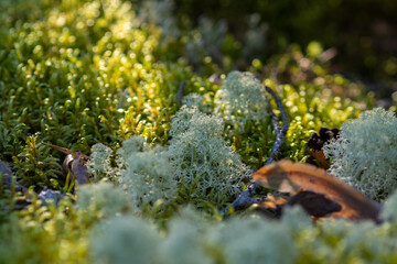 Sunlit Forest Floor Covered in Cladonia Lichen and Moss