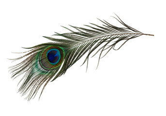 Obraz premium Soft feather isolated for design, nature, and decorative themes. cutout for versatile creative use. isolated on white or transparent background. PNG