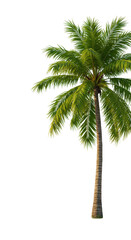 Obraz premium A majestic coconut palm tree with vibrant green fronds and textured brown trunk, standing tall under clear blue sky, soft natural light. Concept of natural growth and well-being