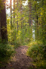 Fototapeta premium Sunlight filtering through forest trees onto a path