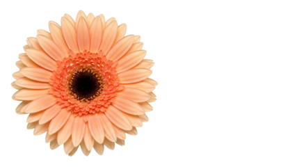 A single, perfectly bloomed Gerbera daisy, vibrant peach and soft pink petals, dark central disc, top-down close-up on a transparent studio background with copy space, concept of natural purity and