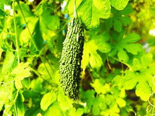 色鮮やかゴーヤ