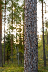Close Up View of Pine Tree Bark in Forest