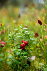 Forest Floor Lingonberries Bright Red Berries Lush Green Foliage