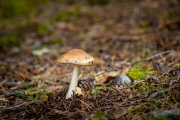 A Single Mushroom Growing In Forest Ground Cover
